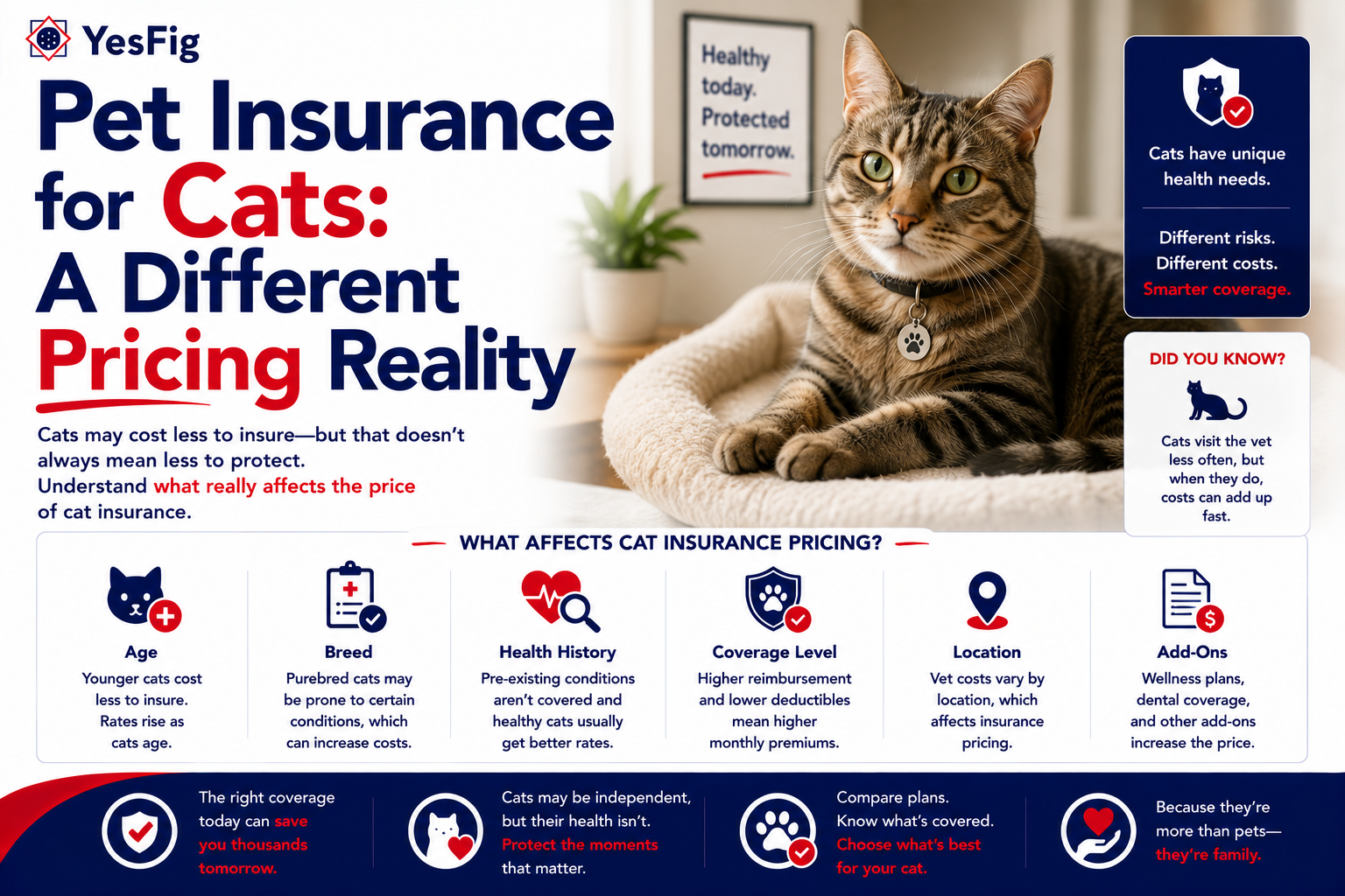 Pet Insurance for Cats- A Different Pricing Reality.png